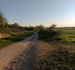 Boucle des Vignes à Gy - Gy - 2