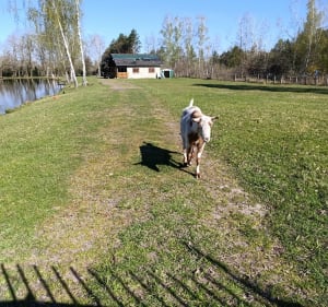 Balade autour des Étangs de Keskaste - Keskastel - 2