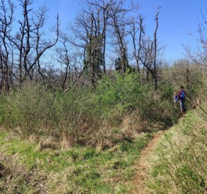 Balade dans la forêt noire de Revonnas - Revonnas - 2