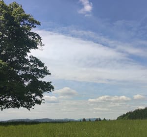 Włodzicka wieża - Świerki - 2