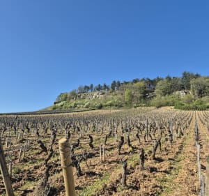 Vignes, plateau. bois de Mercurey - Mercurey - 2