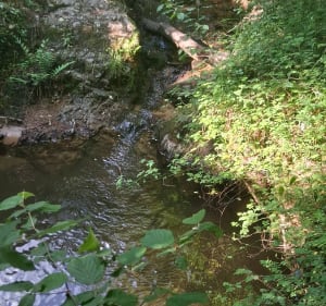 Petite suisse à Désertines par Chabie - Désertines - 3