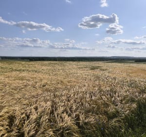 Częstochowa Żuraw Rudniki Częstochowa - Częstochowa - 2