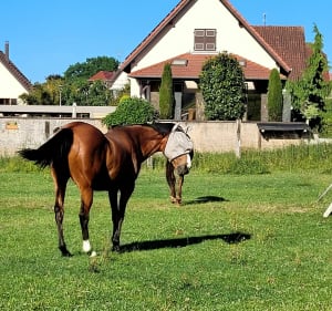 Le temps des cerises - Marc - 2