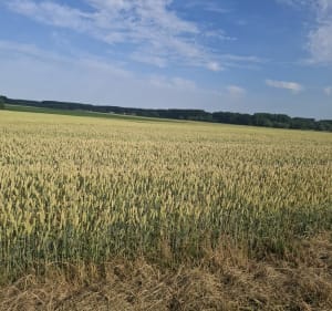 Rando autour de Rebecques - Sylvie - 2