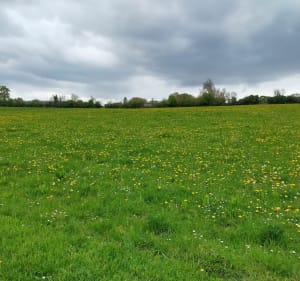 Balade à Plouër sur rance - Plouër-sur-Rance - 2