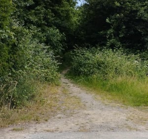 Guichen ses chemins et ses commerces - Claude - 3