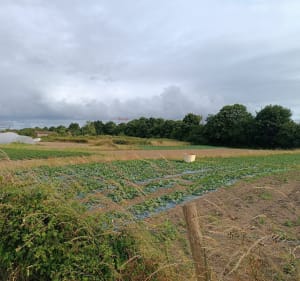 Petite boucle autour de la ferme de l'Epinette - Laure - 2