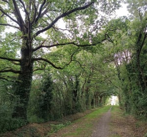 Petite boucle autour de la ferme de l'Epinette - Bouguenais - 2