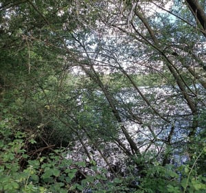 Étang du Colombier à Le Rheu - Le Rheu - 2