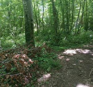 Sentier d'Etrigny jusqu'à la roche d'Anjou - Étrigny - 2