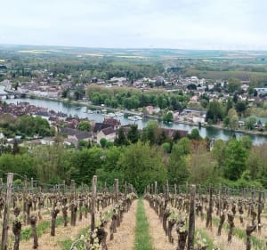 Point de vue à Joigny entre vignes et forêts - Joigny - 2