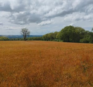 Petite boucle de Lacapelle - Damiatte - 2