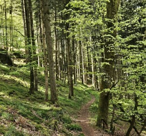 Sentier des Grands Sapins et les Verrières - Housseras - 2