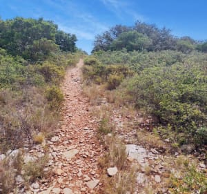 Garrigue de Veyrac - Villeveyrac - 2