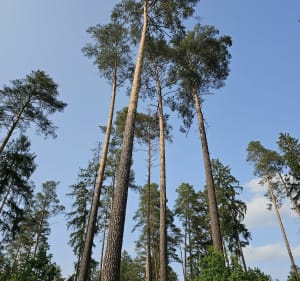 Trasa uzdrowisko Holmed - Supraśl i okolice - Supraśl - 2