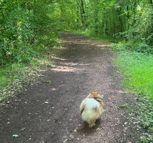 Balade en forêt de Flétrange - Flétrange - 2
