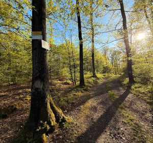 Pętla rowerem Wzgórza Niemczanskie - Wilków Wielki - 2