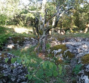 Balade sur les chemins caillouteux de Labeaume - Labeaume - 2