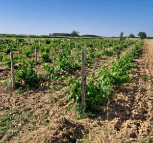 A Champagné, le tronçon nord du chemin de Compostelle - Pierrot - 2