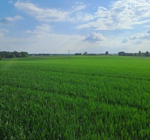 Mortęgi i okolice - Norbik - 2