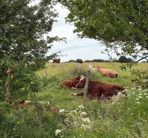 Petite boucle de Revin - Donges - 2