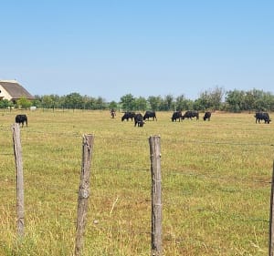 Balade dans la petite Camargue - Saint-Laurent-d'Aigouze - 2