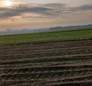 Dabrowka Gorna trasa wśród pol - Dąbrówka Górna - 2