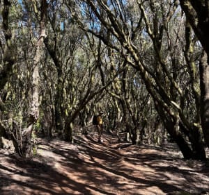 Camino de Baracan et Mirador Altos - Las Portelas - 2