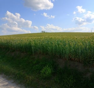 Jadę rowery - Ochodza - 2