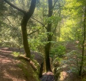 Balade entre forêt et rochers à La Petite Pierre - La Petite-Pierre - 2