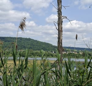 Pulligny-Maron avec passage par les bois - Edwige - 2