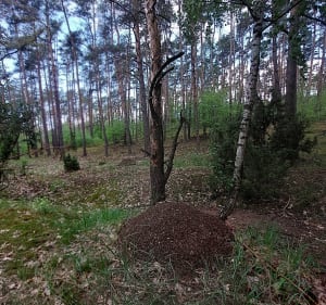Spacer w okolicy Michelina - Włocławek - 2