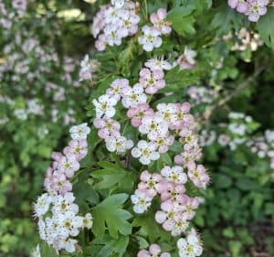 Czmoniec- nad Wartą - Czmoniec - 2