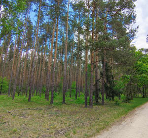 Leśne dukty - Opole - 2