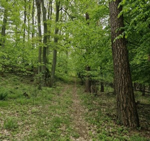 Trasa na Parkur, las - Nidzica - 2