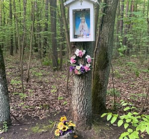 Pętla od Moniuszki, lasem i Żeromskiego - Sabina - 3