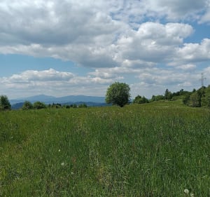 Adamczykowa i Potaczkowa - Mszana Dolna - 2
