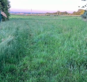 Petit tour dans les champs autour de l’Ehn - Geispolsheim - 2