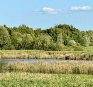 Puszcza Wkrzańska - punkt widokowy - Szczecin - 2
