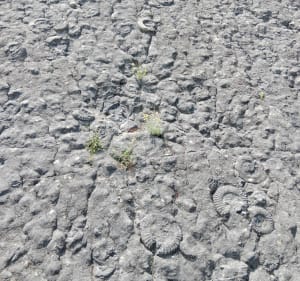 Dalle des Ammonites depuis le Géoparc - Cédric - 2