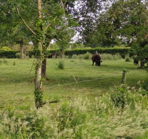 Greenie walk par Fromelles de Herlies - Herlies - 2