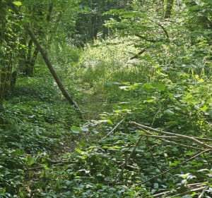 Bosc Gérard St Adrien Tour du Bois de Bosc Guérard - Michel - 3