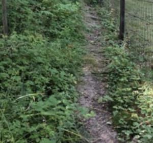 Randonnée dans les sous-bois entre Maule et Les Alluets-le-Roi - Maule - 2