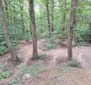 Balade en forêt au départ de Piscop - thierry - 4