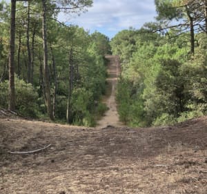 Forêt autour de Brem-sur-Mer - Brem-sur-Mer - 2