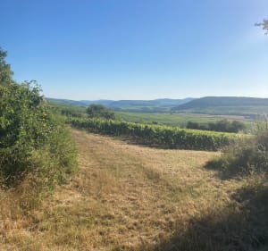 Randonnée de Berzé-la-Ville - Berzé-la-Ville - 2
