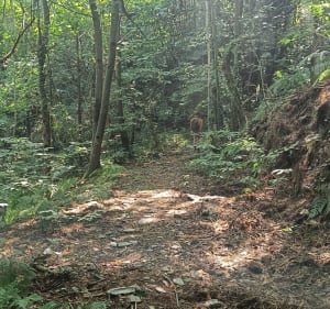 Sur le sentier de la Coupette - Saint-Étienne-Vallée-Française - 2