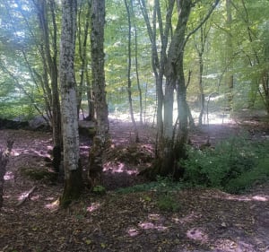 De La Rochette à Brolles - Laurent - 3