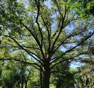 PARK IM. JÓZEFA PIłSUDSKIEGO "NA ZDROWIU" W ŁDZI 
(NA ZDROWI - Łódź - 2